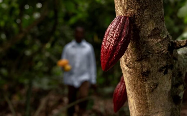  Histórico precio del cacao impulsa la economía de Santander, líder en producción nacional