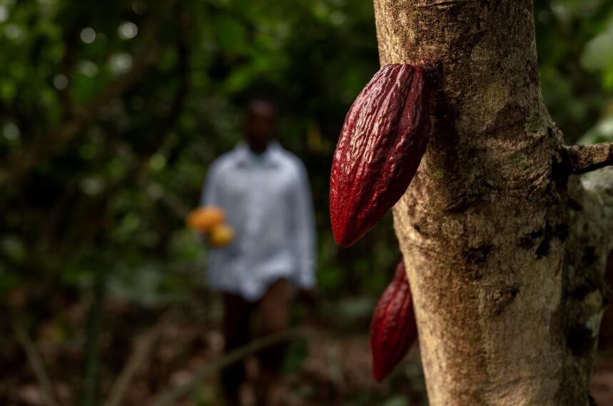 Histórico precio del cacao impulsa la economía de Santander, líder en producción nacional